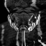 Arkhatakor Arkhatakor