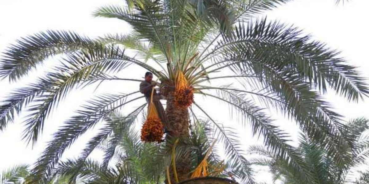 Comment la femme égyptienne remet en question les rôles de genre dans l'agriculture