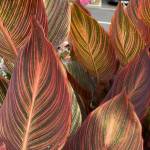 laetitia mulongo khama